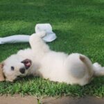 Puppy Training - white puppy rolling on green grass