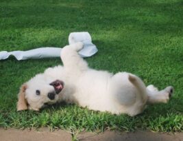 Training Your Puppy: Setting the Foundation for Good Behavior