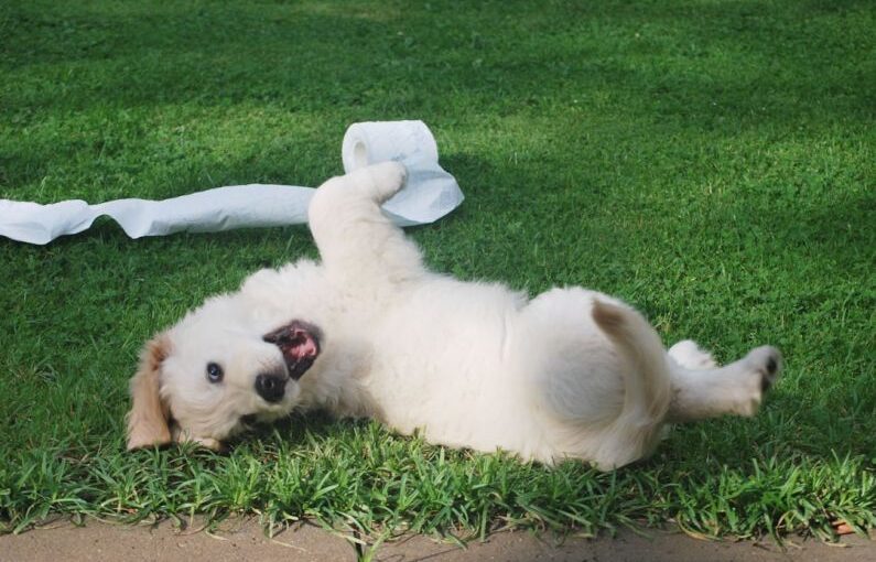 Puppy Training - white puppy rolling on green grass