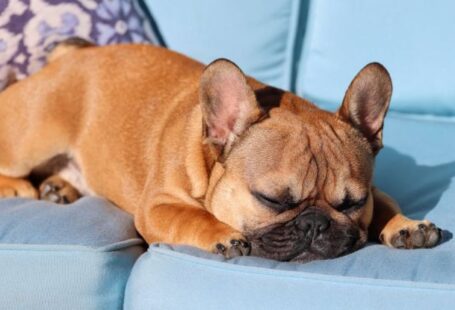 Bulldog Sleeping - Wally chillin' on beautiful Sunday Morning. 70° F, and breezy. May 7, 2023. Darien, CT