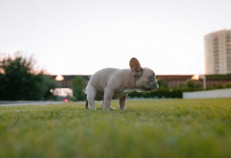 Puppy Potty - a small white dog standing on top of a lush green field