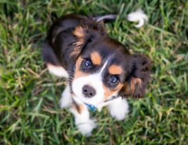 Puppy-proofing Your Home: Safety First