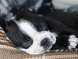 Understanding Puppy Sleep Patterns