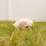Puppy Anxiety - photo of short-coated white puppy lying on green grass during daytime