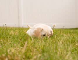 Dealing with Separation Anxiety in Puppies