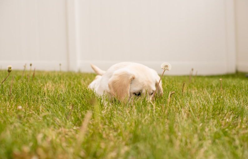 Puppy Anxiety - photo of short-coated white puppy lying on green grass during daytime