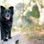 Positive Reinforcement - black dog on brown wooden armchair