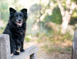 The Benefits of Positive Reinforcement in Dog Training