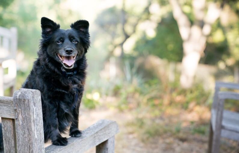 Positive Reinforcement - black dog on brown wooden armchair
