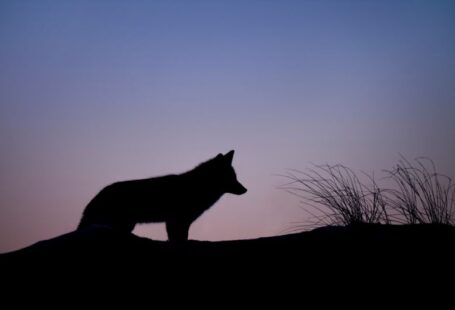 Territorial Dog - silhouette of wolf standing on ground