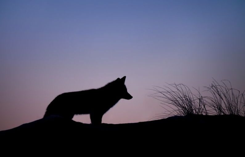 Territorial Dog - silhouette of wolf standing on ground