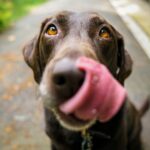Dog Aggression - adult chocolate Labrador retriever