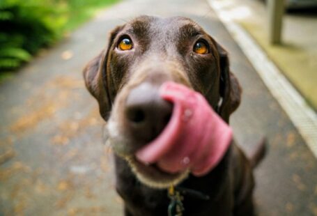 Dog Aggression - adult chocolate Labrador retriever