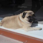 Confident Dog - a small pug dog laying on a window sill