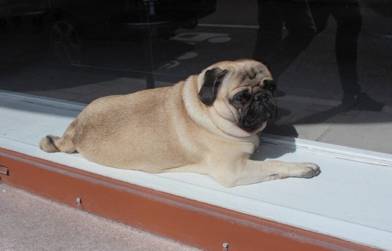 Confident Dog - a small pug dog laying on a window sill