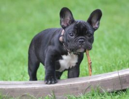 The French Bulldog: a Charmer in the City
