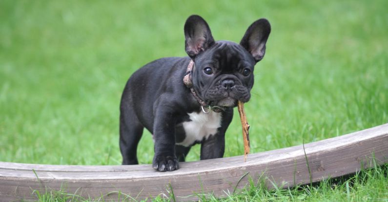 French Bulldog - Black and White French Bulldog Puppy Stepping on Brown Wood Board Panel Close-up Photography