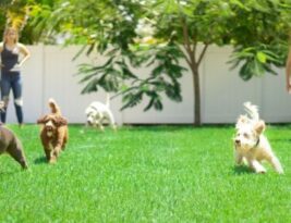 Training Your Dog to Play Nicely with Others