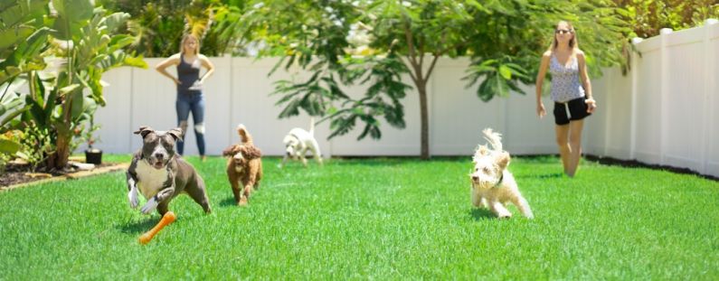 Dogs Playing - white and brown dogs on green grass field during daytime