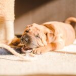 Dog Chewing - brown puppy lying on carpet during daytime