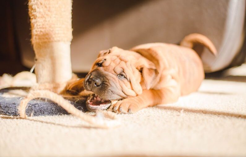 Dog Chewing - brown puppy lying on carpet during daytime