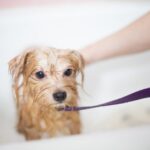 Adoption Process - brown long coated small dog