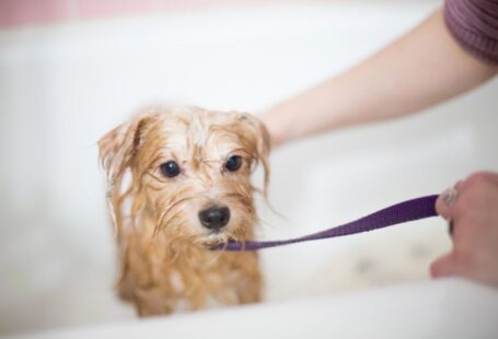 Adoption Process - brown long coated small dog