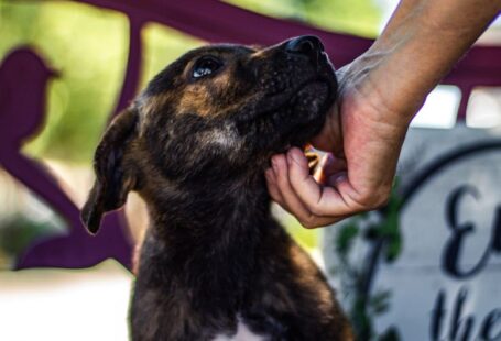 Animal Shelter - person holding brown and white short coated dog