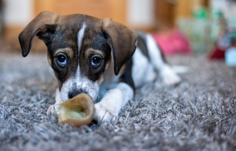 Fostering Dog - a brown and white dog chewing on a bone