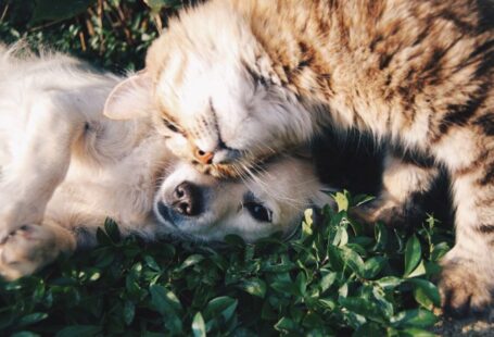 Senior Rescue Dog - white dog and gray cat hugging each other on grass