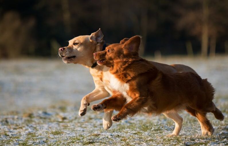 Two Dogs - time lapse photo of two puppies running