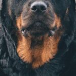 Rottweiler Guard - Black Rottweiler Dog in Close-up Photography