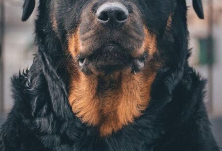 Rottweiler Guard - Black Rottweiler Dog in Close-up Photography