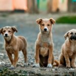 Special Needs Dog - selective focus photography of three brown puppies
