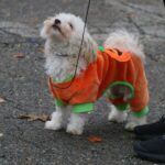 Matching Dog - a small white dog wearing an orange and green shirt