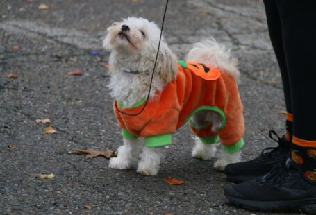 Matching Dog - a small white dog wearing an orange and green shirt