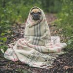 Rescue Dog Happy - fawn pug covered by Burberry textile between plants