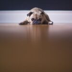 New Owner Dog - fawn pug lying on floor