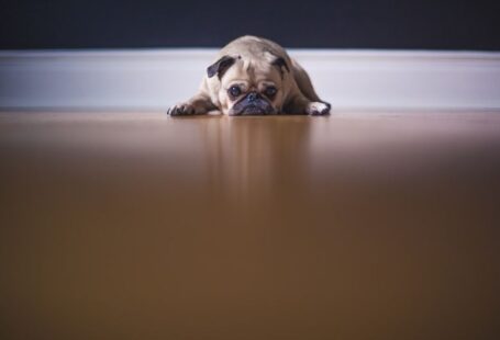 New Owner Dog - fawn pug lying on floor