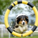 Dog Agility - black white and brown long coated dog on yellow and white inflatable ring