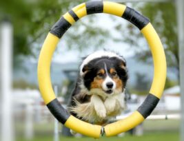 Introduction to Dog Sports: a World of Possibilities