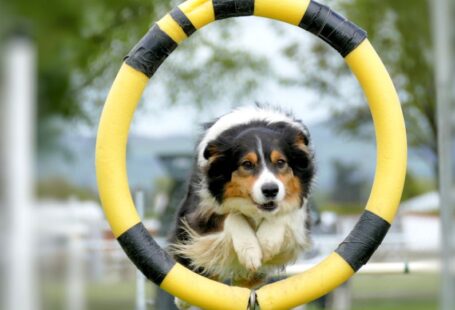 Dog Agility - black white and brown long coated dog on yellow and white inflatable ring