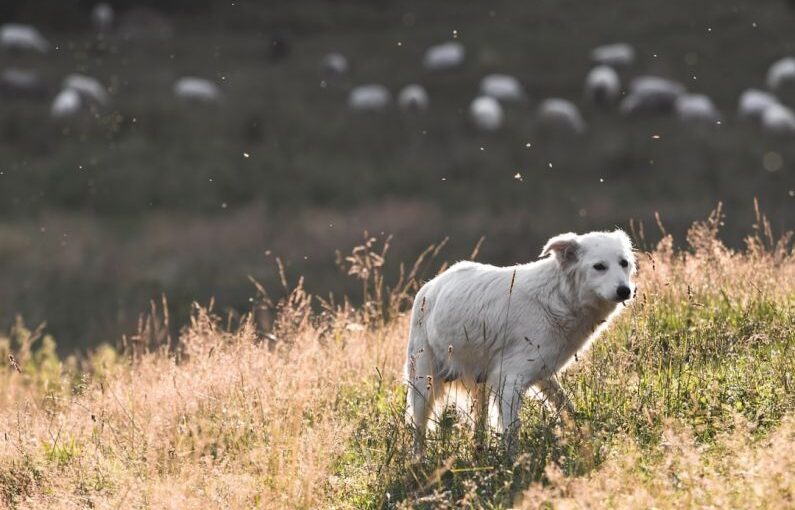 Herding Dog - short-coated white dog standing on open field at daytime