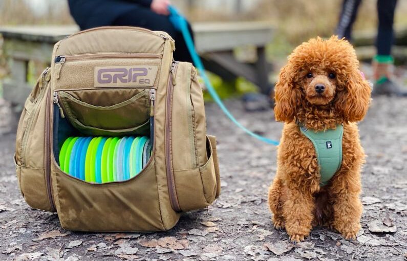 Disc Dog - brown sitting dog beside open brown bag