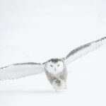 Barn Hunt - photo of flying owl