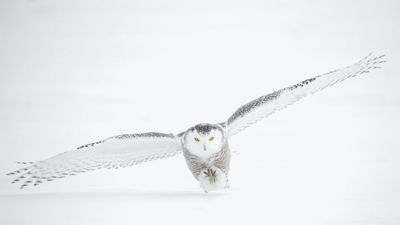 Barn Hunt - photo of flying owl