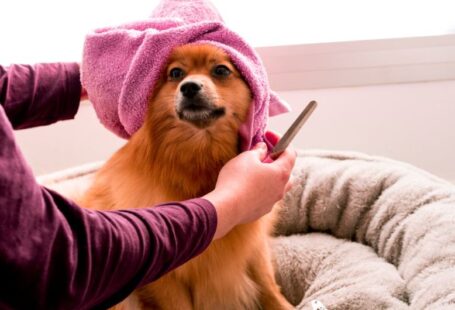 Dog Grooming - brown pomeranian wearing pink towel