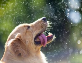 Choosing the Right Shampoo for Your Dog’s Skin