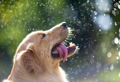 Dog Shampoo - golden retriever with water droplets